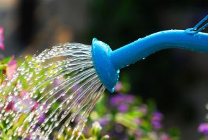 Close up on water pouring from watering can onto blooming flower bed