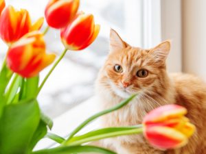Pet-Friendly Flowers (And Flowers to Avoid)
