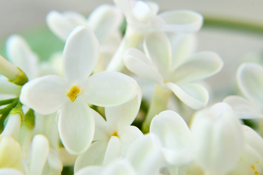 Sympathy Flowers