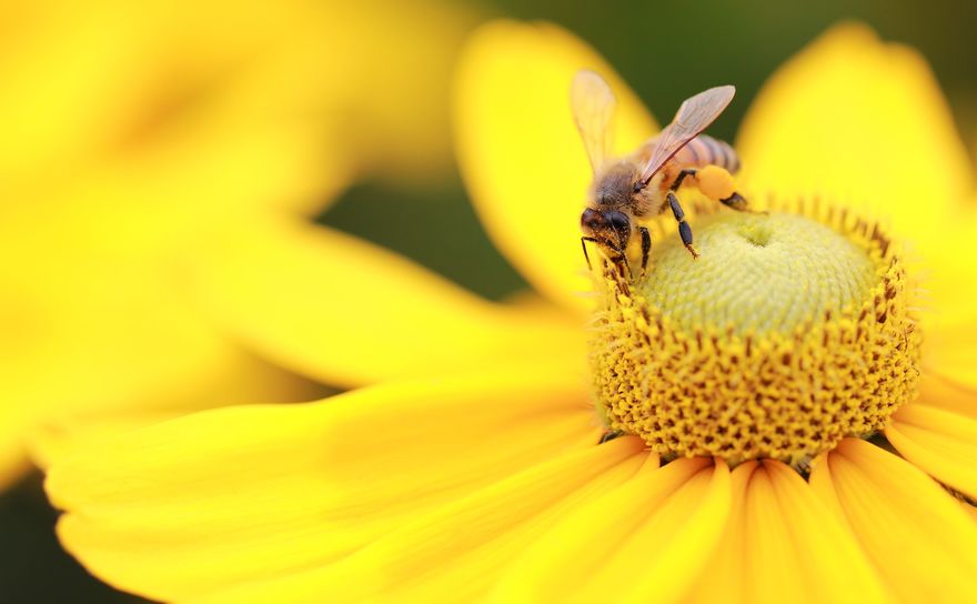 Honey Bee on Flower