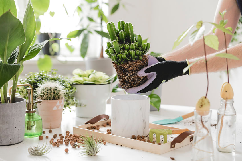 person handling indoor potted plants