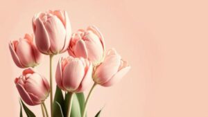 A bouquet of pink tulips in front of a pink wall